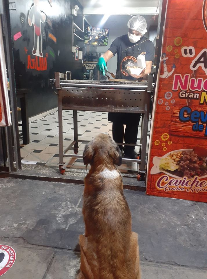 В Перу рестораторы помогают бездомным животным