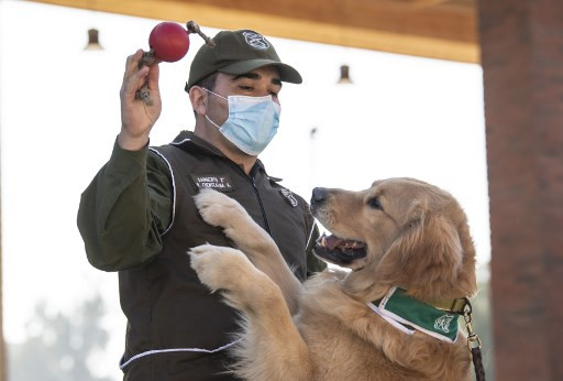 В Чили учат собак выявлять коронавирус по запаху