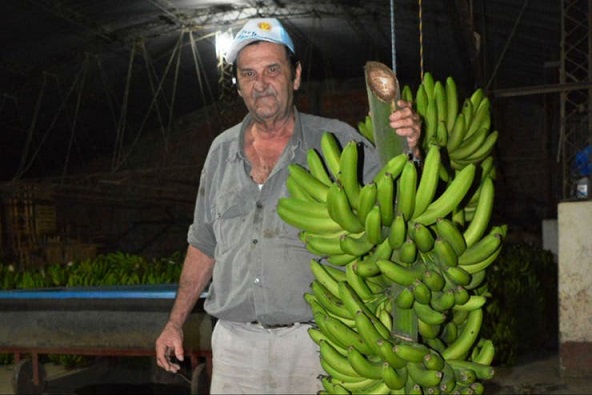 Педро Бондарук, известный производитель бананов в Аргентине, расстроен огромным урожаем