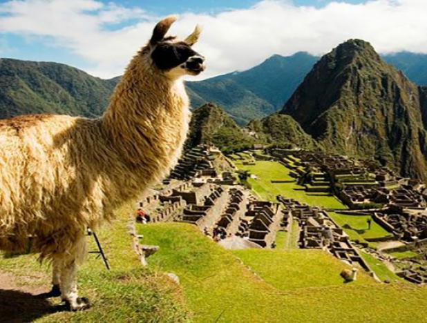 В Перу создают лекарство из антител ламы