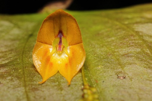 Lepanthes (orquídeas) tulcanensis