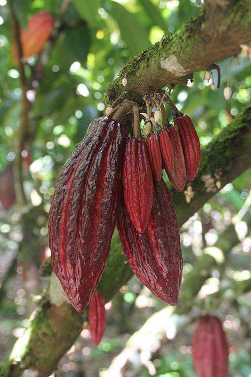 История какао в Гватемале