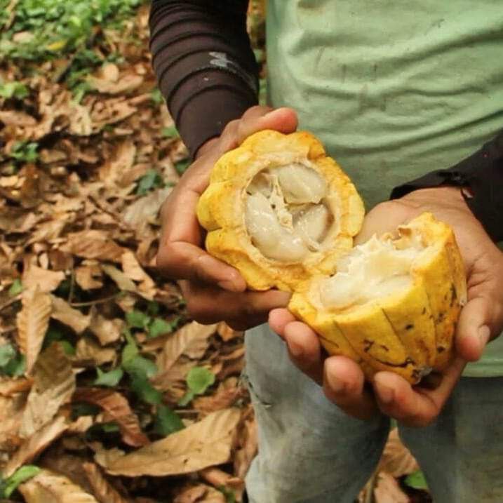 История какао в Гватемале