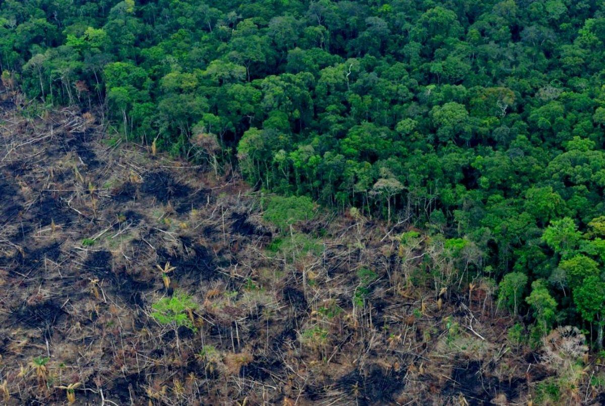 Уровень вырубки лесов в бразильской Амазонии снизился до 22%
