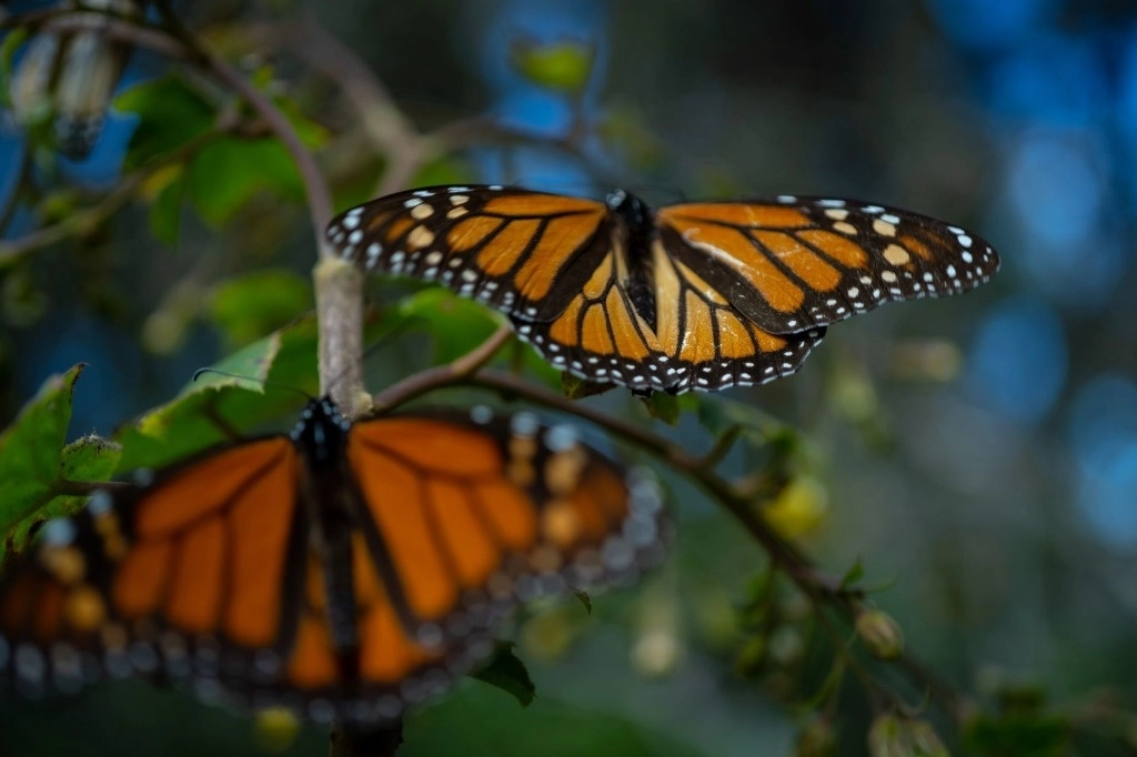 mariposas monarcas
