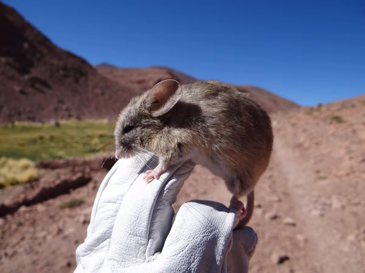 Андские листоухие мыши побили рекорд самых высокоживущих млекопитающих