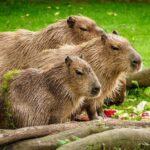 15 вещей, которых вы, вероятно, не знали о капибарах