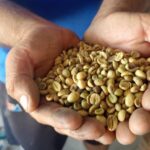 В Никарагуа произвели 1,7 миллиона фунтов обжаренного кофе