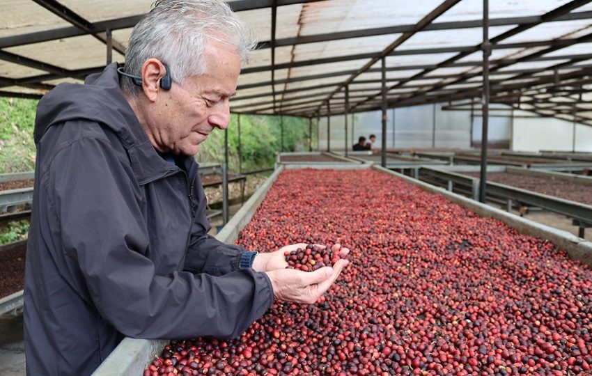 В Панаме собирают урожай кофе